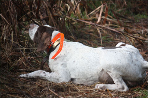 English pointers are driven to find birds. When theyre lying down on point the odds are good that theyre overheated