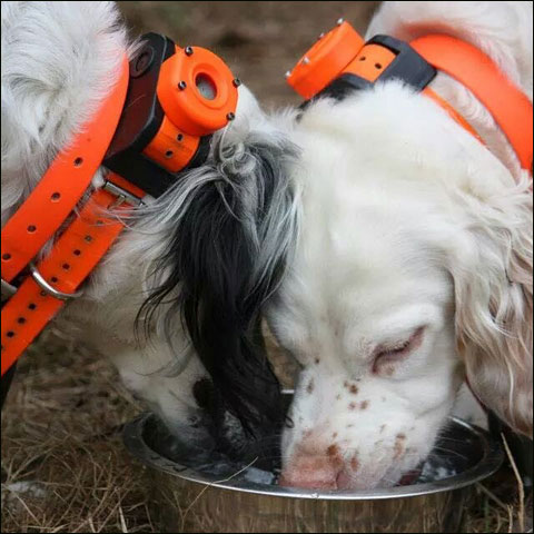 Getting dogs plenty of water helps keep dehydration and heat stroke away