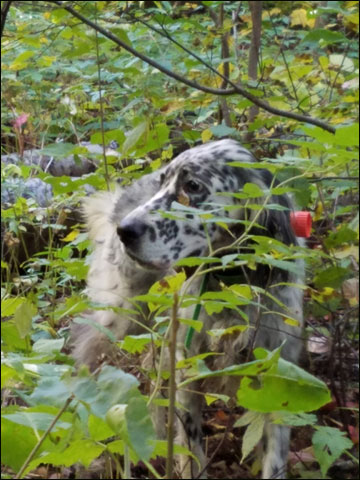 In the summer work dogs for shorter periods of time. Shady areas help