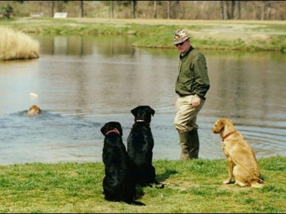 Experts Talk About the Risks and Work-Arounds of Training Your Sporting Dog in Summer Heat