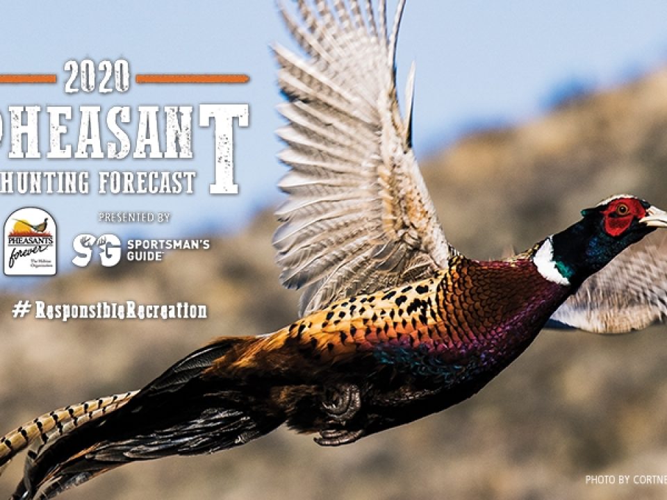 2020 Pheasant Hunting Forecast