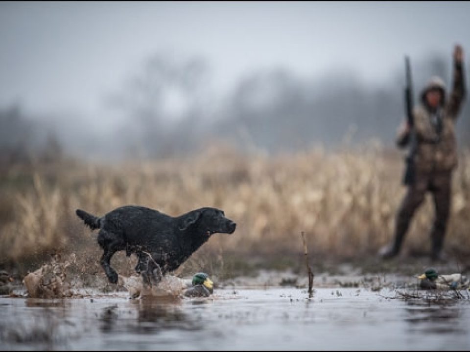 Know Your Sporting Dog’s Individual Nutritional Requirements