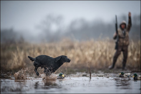 PC Eukanuba Sporting Dog 2