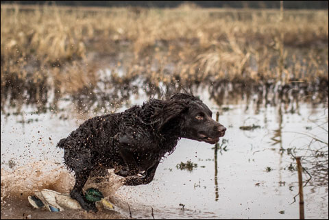 PC Eukanuba Sporting Dog 4