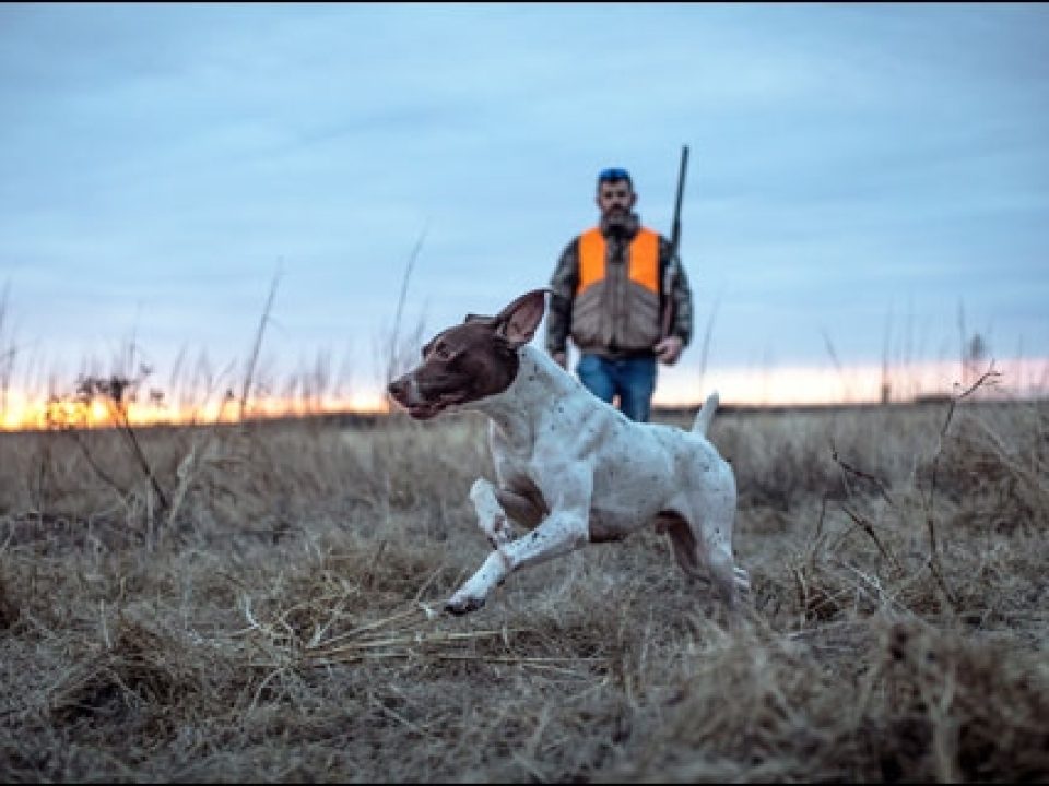 How to Feed Your Sporting Dog