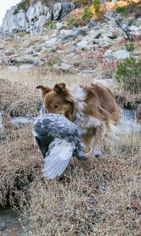 Blue grouse retrieve