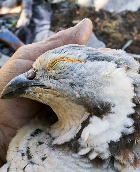 Leaving the Insanity Behind With a Snowcock Hunt in Nevada’s Ruby Mountains 1 feb7e9c589993a5a644987614f09b605