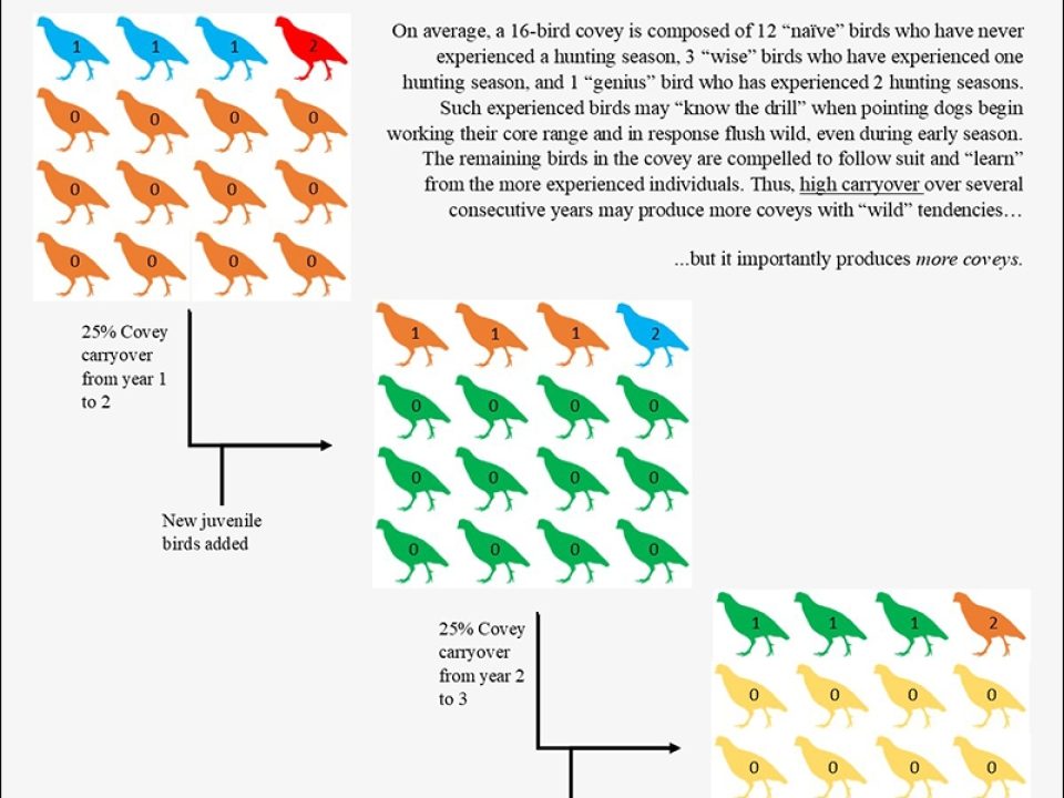 It was a great wild quail hunting season