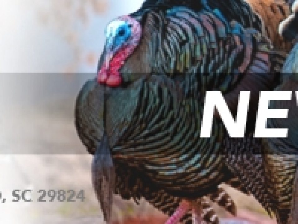 NWTF Now Accepting Wild Turkey Record Submissions Online