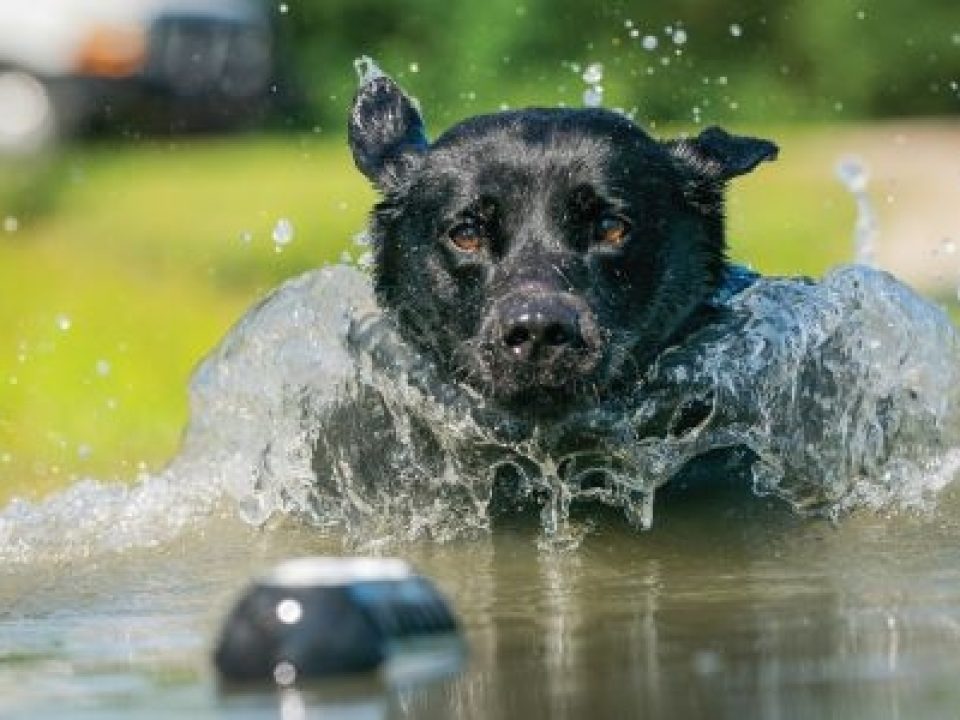 Eukanuba™ Announces Thermoedge™ Nutrition that Helps Reduce a Dog’s Peak Body Temperature Caused by Intense Activity