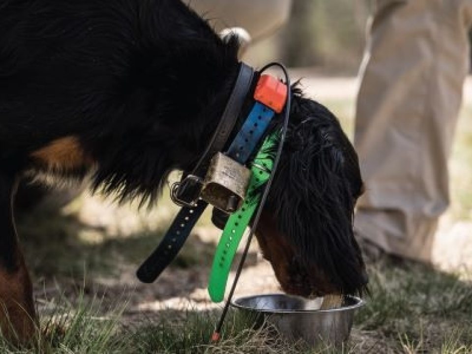 Help Keep Your Dog Running Cool During Preseason Training