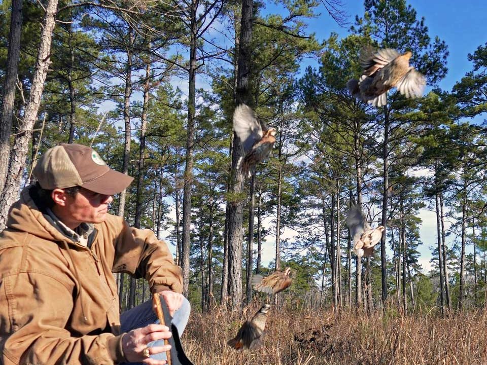 New program brings science and past success to help restore bobwhite quail in Texas Pineywoods 