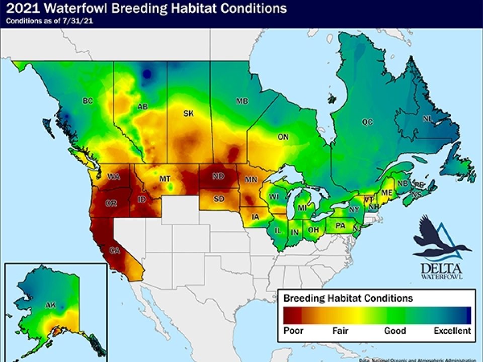 Delta Waterfowl Forecasts a Reduced Fall Duck Flight