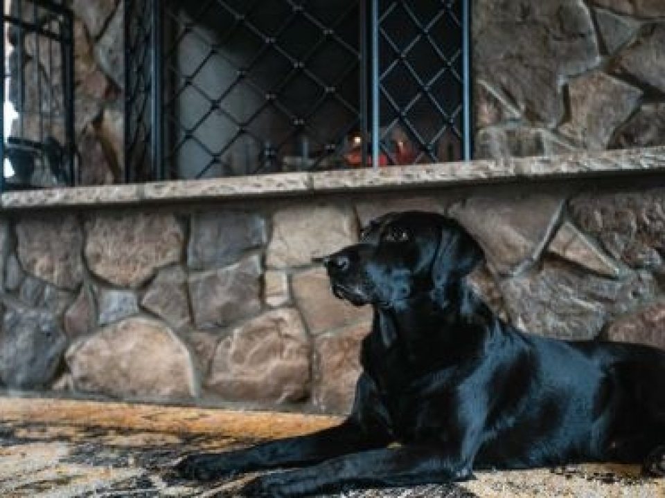 Tips for Feeding Your Sporting Dog in the Off Season