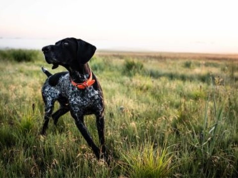 How To Support Joint Health in Your Sporting Dog