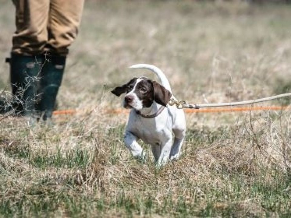 Can Sporting Breed Puppies Eat Adult Dog Food?