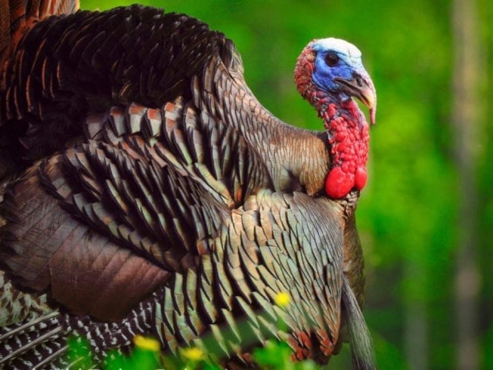 GSC Member Governor Kim Reynolds Signs Bill to Allow the Use of .410-bore and 28-gauge Shotguns During Iowa’s Turkey Seasons