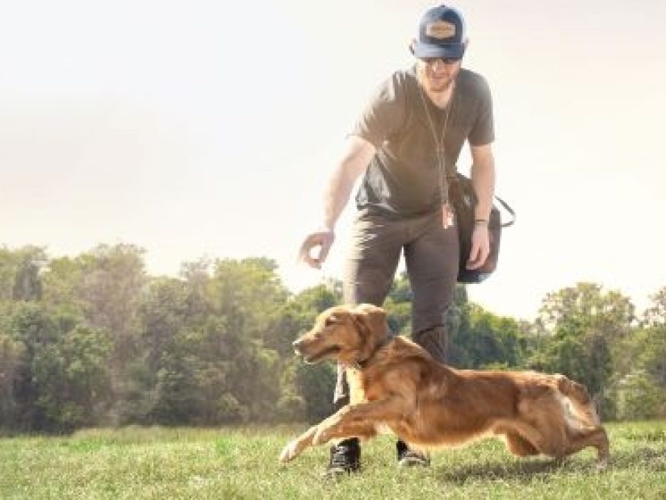 Exercise-Induced HRI: Does Your Dog Need Help?