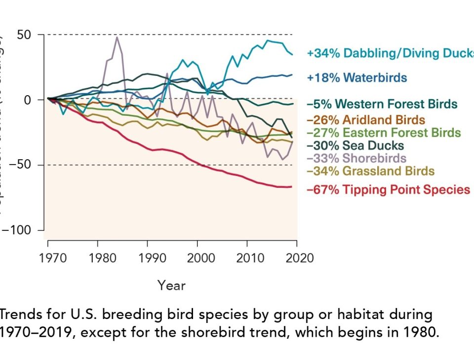 2022 U.S. State of the Birds Report Reveals Widespread Losses of Birds in All Habitats – Except Wetlands