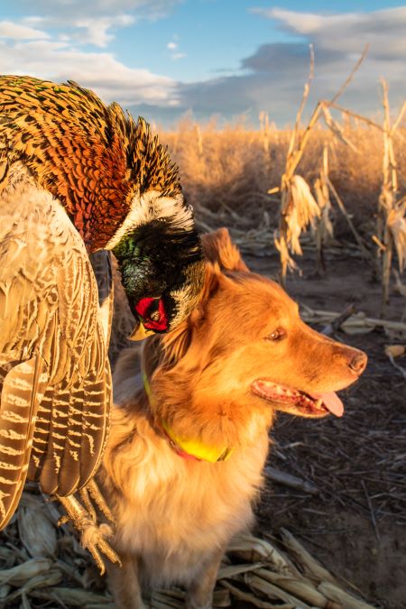 Brassy bird golden dog