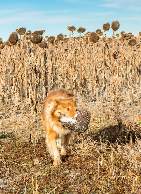 Rusty brings sharptail out of the flowers