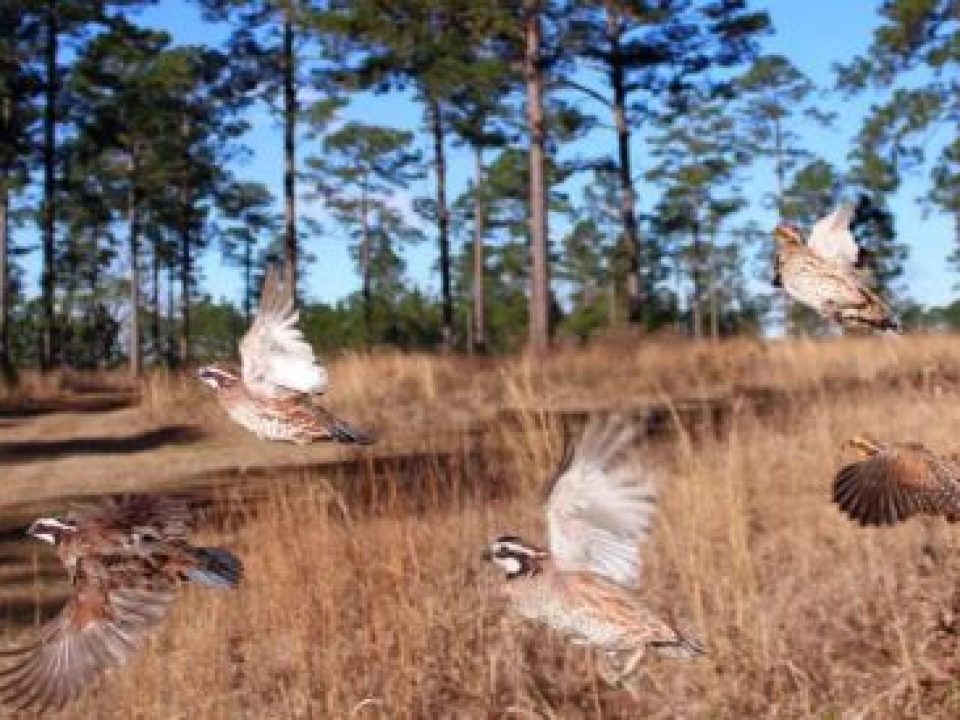 When it Comes to Hunting, Are You Smarter Than Wild Bobwhite Quail? Maybe Not.