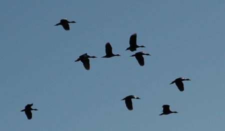 Moving into the U.S., Whistling Ducks Create More Hunting Opportunities 5 Black-bellied whistling ducks circle the decoys. (Photo by John N. Felsher)