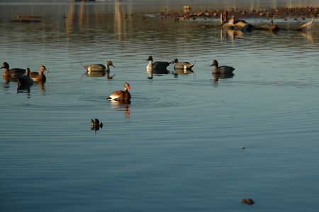 Moving into the U.S., Whistling Ducks Create More Hunting Opportunities 4 A black-bellied whistling duck sits in a decoy spread. As whistling ducks expand their range, they will become a welcome addition to any game bag. (Photo by John N. Felsher)