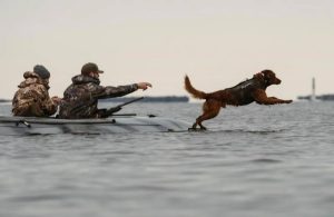 Key Traits for Your Ideal Bird Dog 3 Eukanuba Sneak Boat