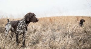 Key Traits for Your Ideal Bird Dog 4 Eukanuba Summer Dog