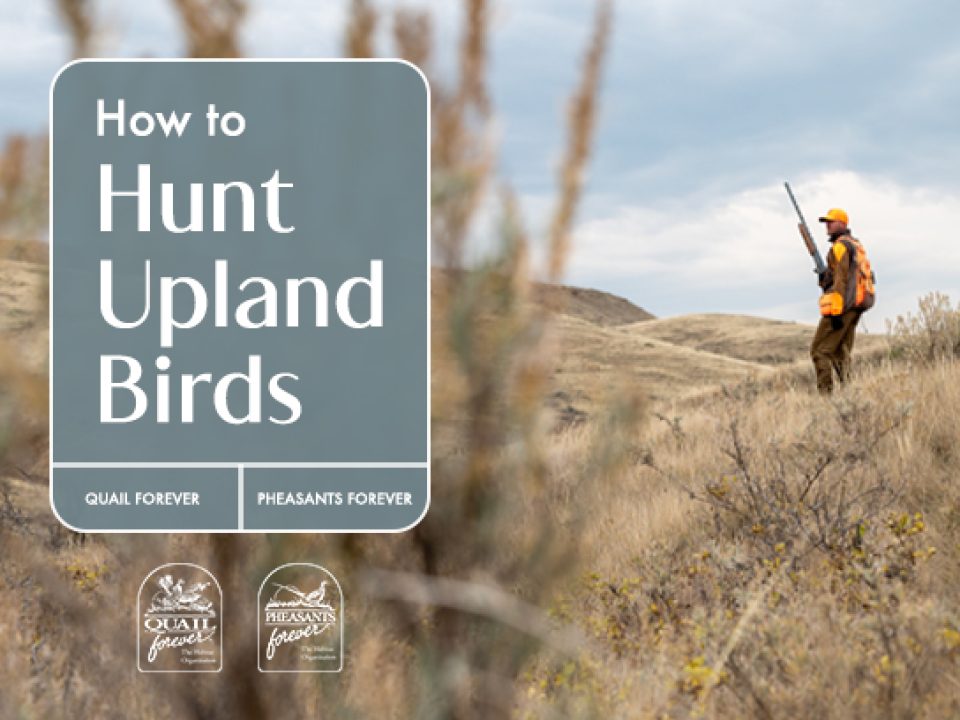 Pheasants Forever Introduces the How to Hunt Upland Birds Online Course