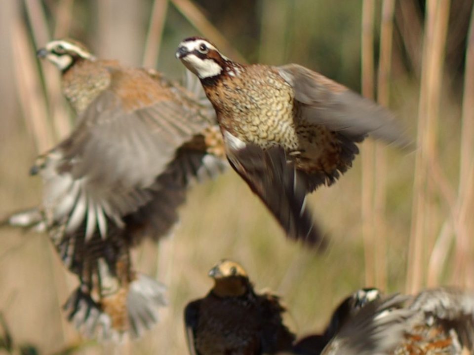 How to Shoot a Rising Quail Covey