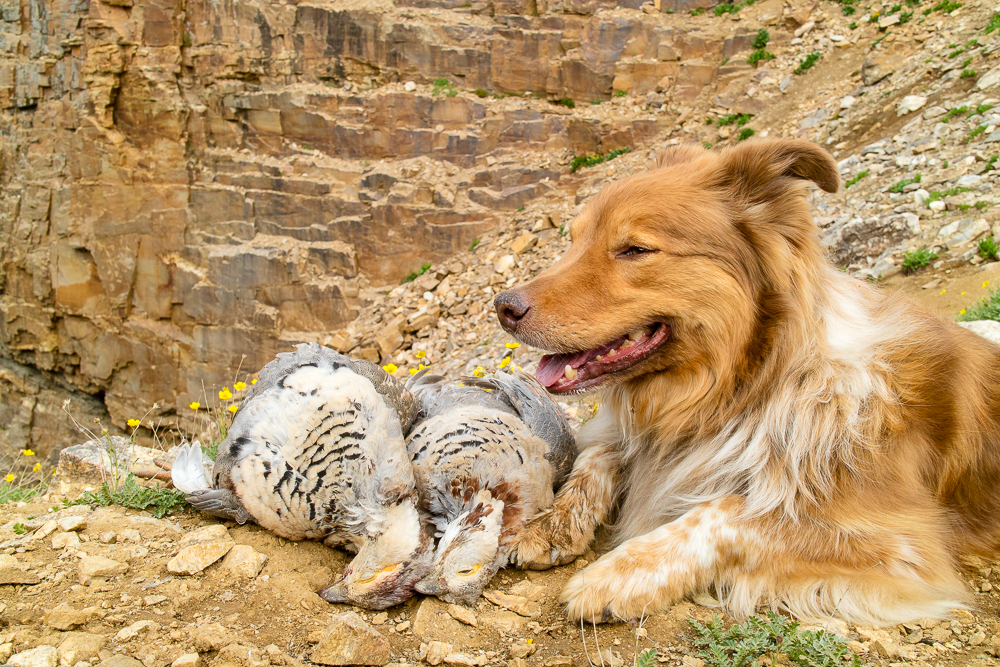 Rusty and two snowcock 2