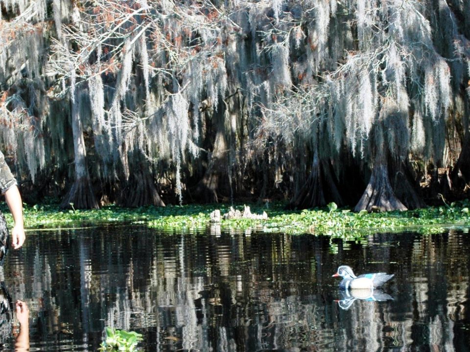 Duck Decoying Strategies to Bag More Birds