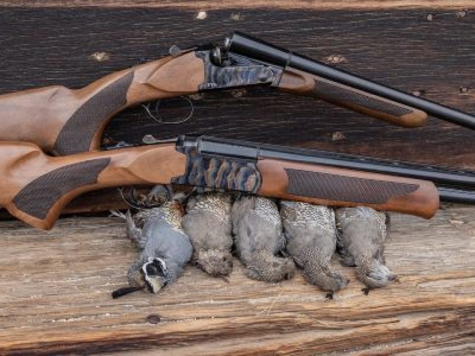 The Pointer Side by Side in the Fields of Georgia Quail Country