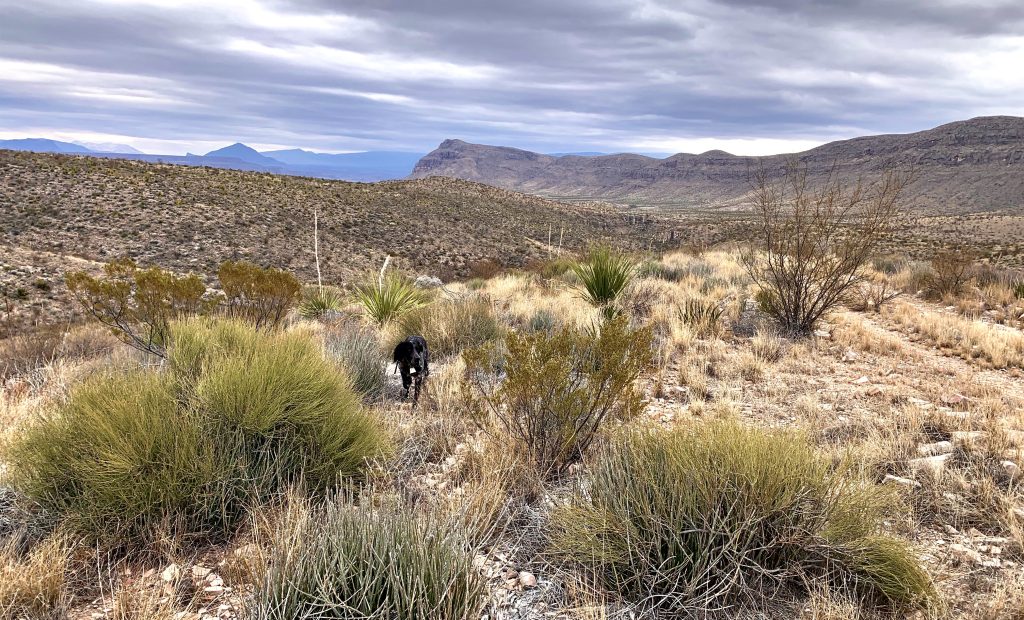 Sage locks up on a covey of scaled quail in West Texas.
