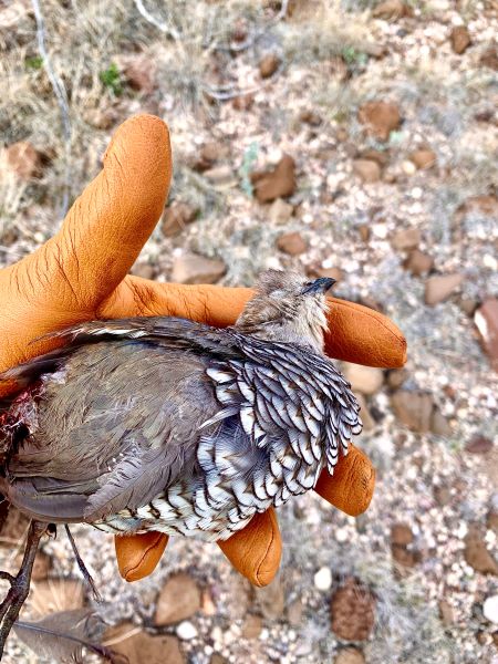 The author holds an already-deceased scaled quail during the first day of his West Texas hunt.