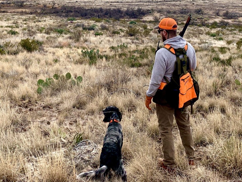 Big Bend Blues: Chasing Quail Through the Desert With a 1-Year Old Puppy