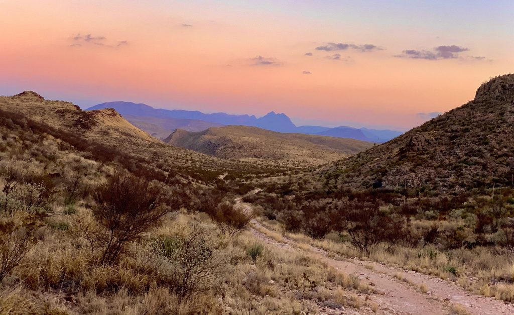 West Texas is home to an abundance of wild game species, including mule deer, whitetail deer, bighorn sheep, javelina, scaled quail, and dove.