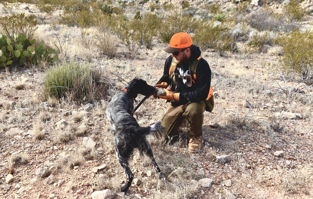 The author holds a scaled quail after a successful point and retrieve by his English setter, Sage.