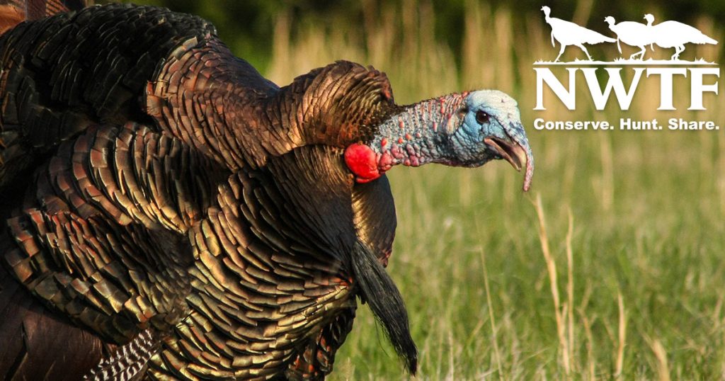 NWTF, UGA Establish First-Ever Endowed Wild Turkey Professorship 1 NWTF, UGA Establish First-Ever Endowed Wild Turkey Professorship