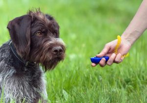 Kickstarting Clicker Training: A Simple Guide for Bird Dogs 3 clicker3