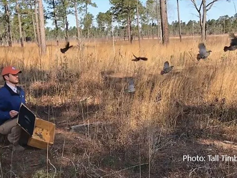 Harmony in the Habitat: Quail Forever, Tall Timbers and Federal Agencies Join Forces for Quail Conservation