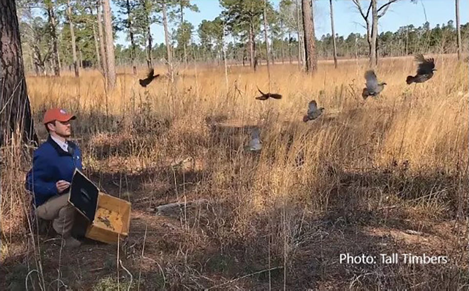 Harmony in the Habitat: Quail Forever, Tall Timbers and Federal Agencies Join Forces for Quail Conservation