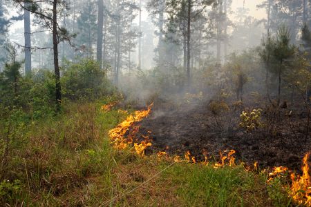 Prescribed fire shaping quail habitat in the Red Hills Region of North Florida and South Georgia.(Photo: Brian Wiebler)
