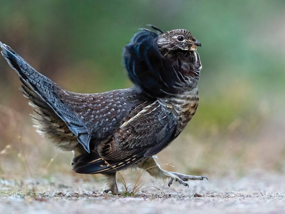 Habitat Champion Jon Steigerwaldt is All Ears When it Comes to Nurturing Ruffed Grouse Country