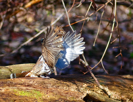 A male ruffed grouse drumming.