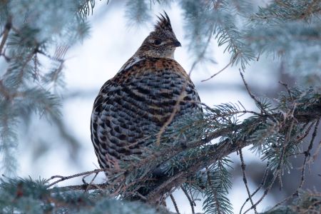 Ruffed grouse will take to evergreen trees.