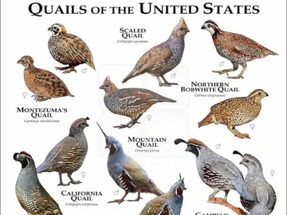 Habitat Differences in Quail Species