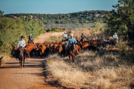 An All-Wild Quail Hunt at Guitar Ranch in Spur, Texas 6 Guitar Ranch moves around their herd of cattle instead of prescribed burns to maintain the quail habitat.
